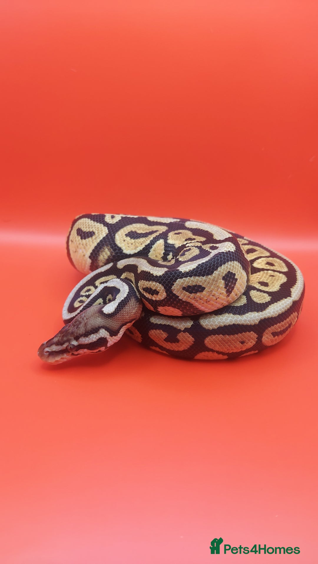 Python Snake reptiles for sale: Male Pastel spotnose 66%g stripe 66% clown  - Image 3