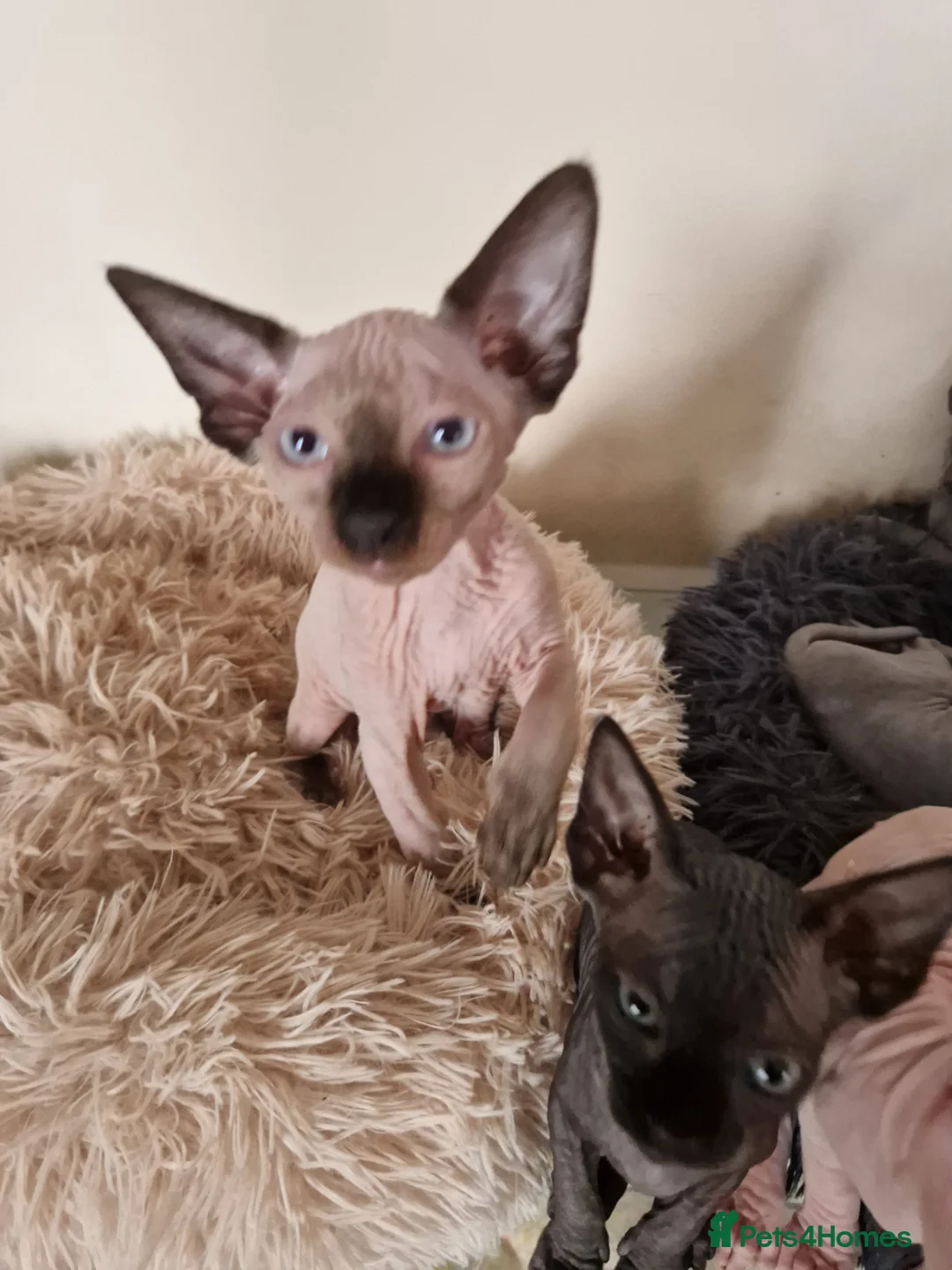 Sphynx cats for sale: Canadian Sphynx kittens - Advert 30
