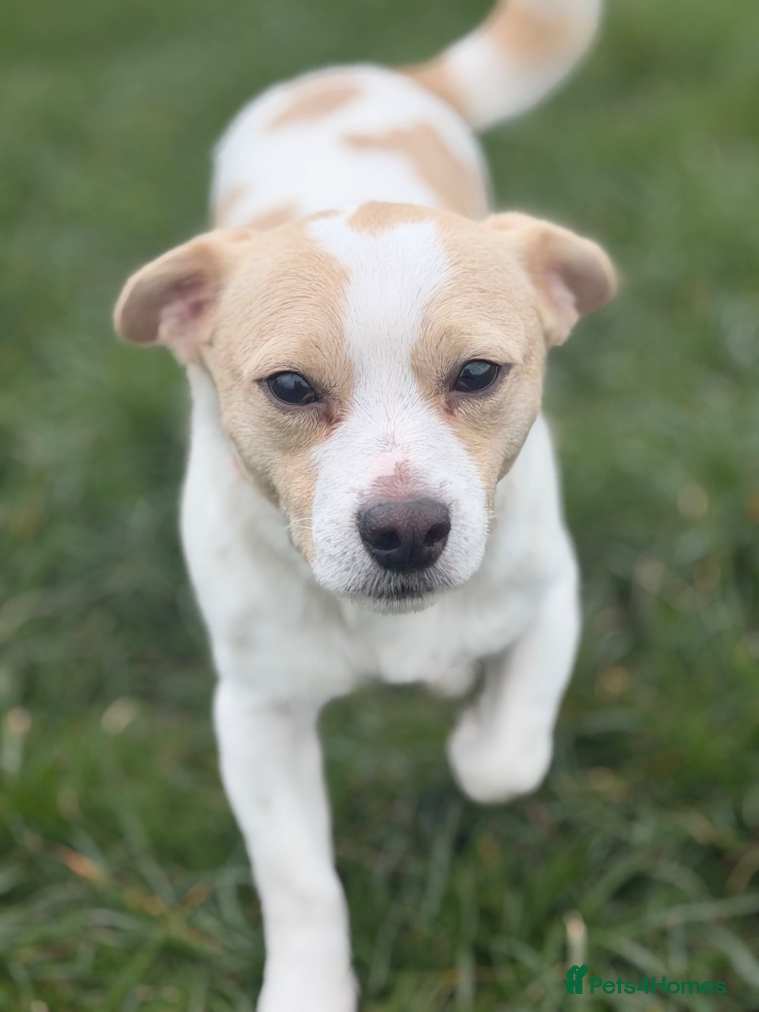 Danny — Jack Russell Terrier