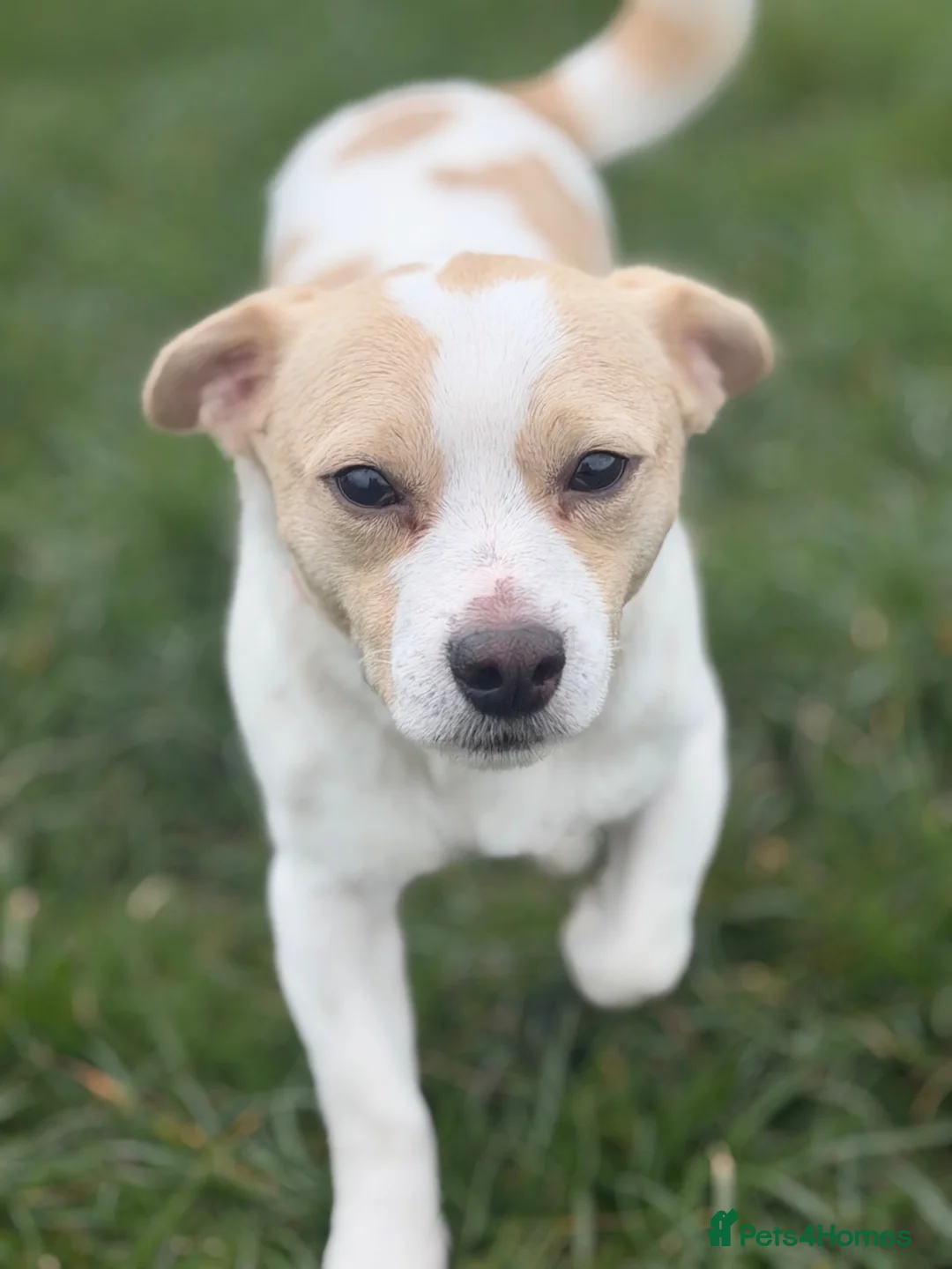 Jack Russell dogs for adoption: Danny  in Swansea - Advert 7