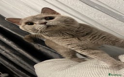 British Shorthair cats for sale: Leo            - Advert 2