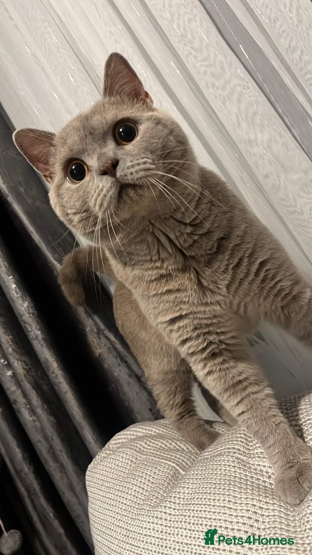 British Shorthair cats for sale: Leo            - Advert 2