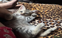 Oriental cats for sale: One Oriental Boy Left Looking for his forever home - Image 13