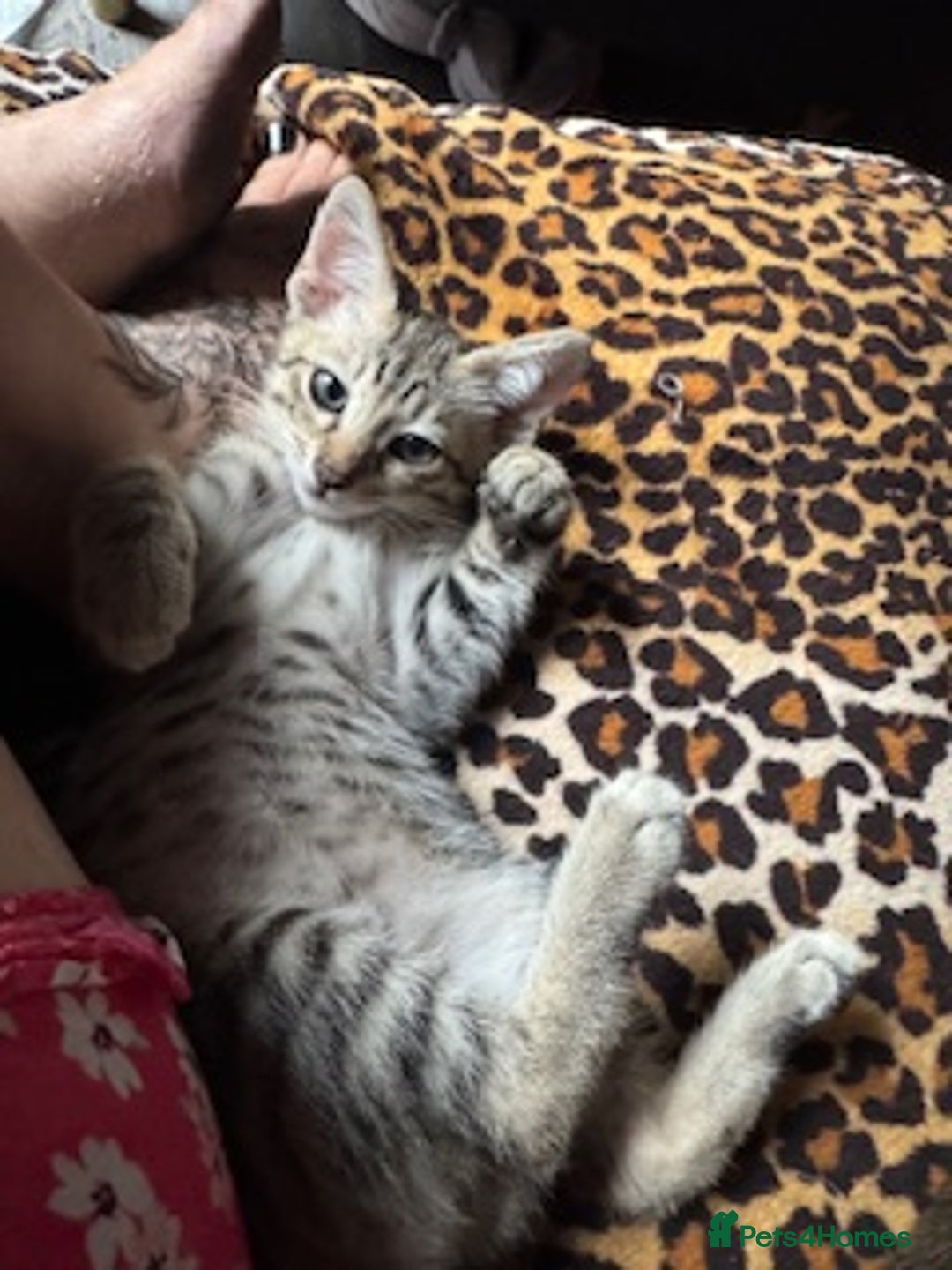 Oriental cats for sale: One Oriental Boy Left Looking for his forever home - Image 13