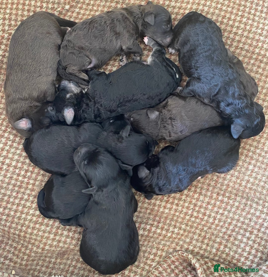 Mixed Breed dogs for sale: One little girl left  - Image 11