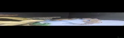 Leopard Gecko reptiles for sale: Breeding pair off lepord gekos  - Advert 3