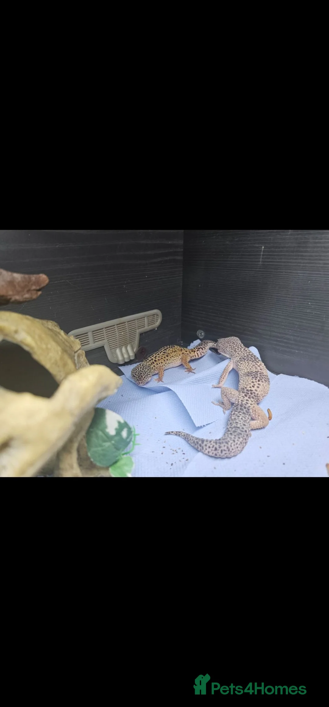 Leopard Gecko reptiles for sale: Breeding pair off lepord gekos  - Advert 3