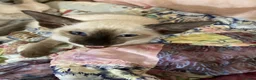 Siamese cats for sale: Siamese kittens - Advert 12