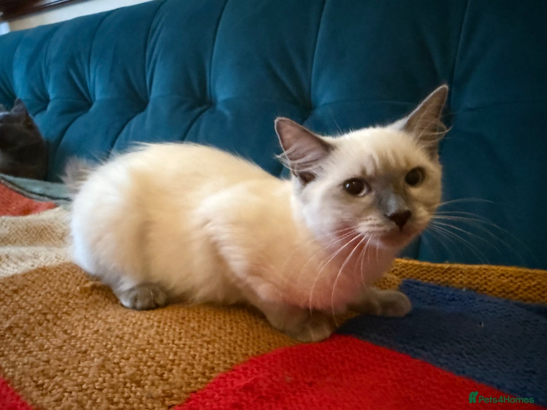 Ragdoll cats for sale: Ragdoll kittens for sale  - Image 2