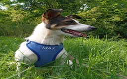 Mixed Breed dogs for adoption: ❤️ Alma – a 1.5-year-old lower-medium girl❤️ - Advert 12