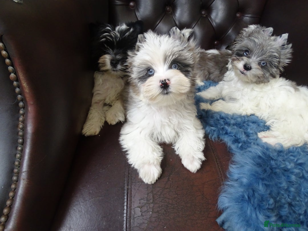 Yorkshire Terrier dogs for sale: Rare Colourful Pedigree Yorkies Certified Breeder - Image 34