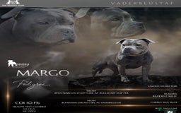Staffordshire Bull Terrier dogs for stud: One and only ACE stud!  - Image 7