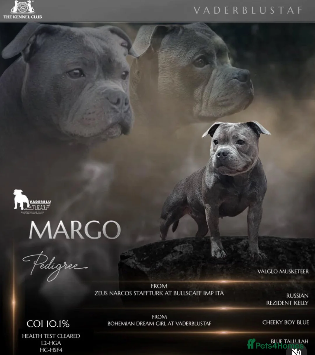 Staffordshire Bull Terrier dogs for stud: One and only ACE stud!  - Advert 7