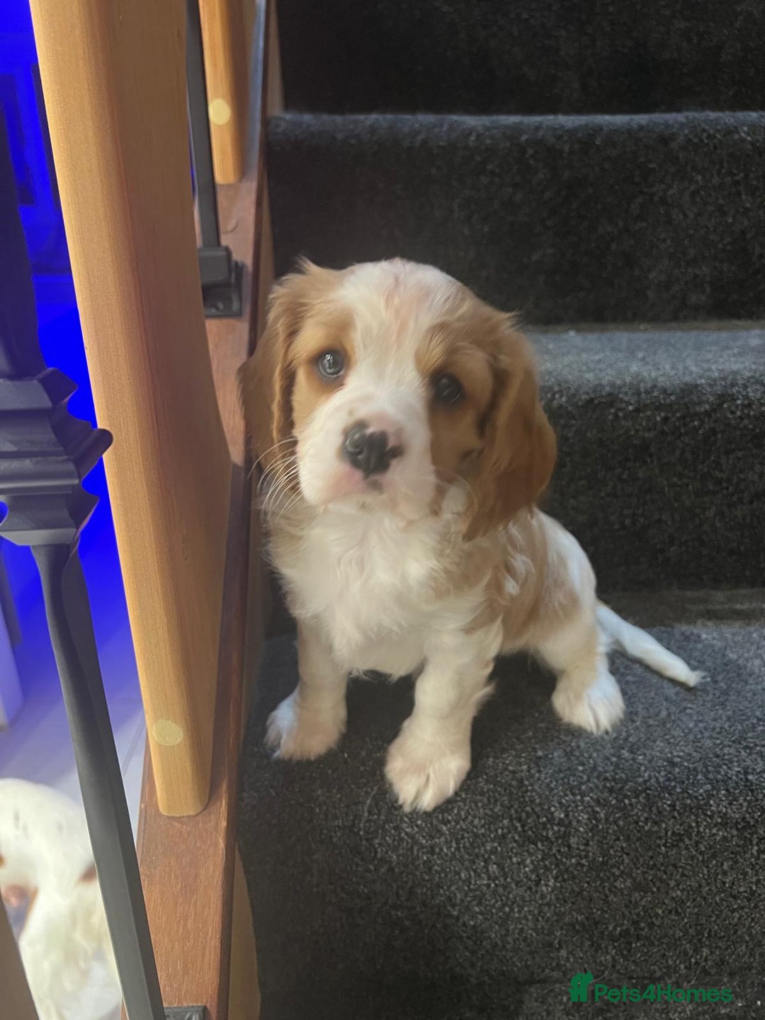 Cavalier King Charles Spaniel dogs for sale: Cavalier King Charles Spaniel - cuteness overload - Advert 8