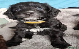 Cockapoo dogs for sale: **Last** Male Cockapoo Puppies avaliable 8th Oct  - Image 2