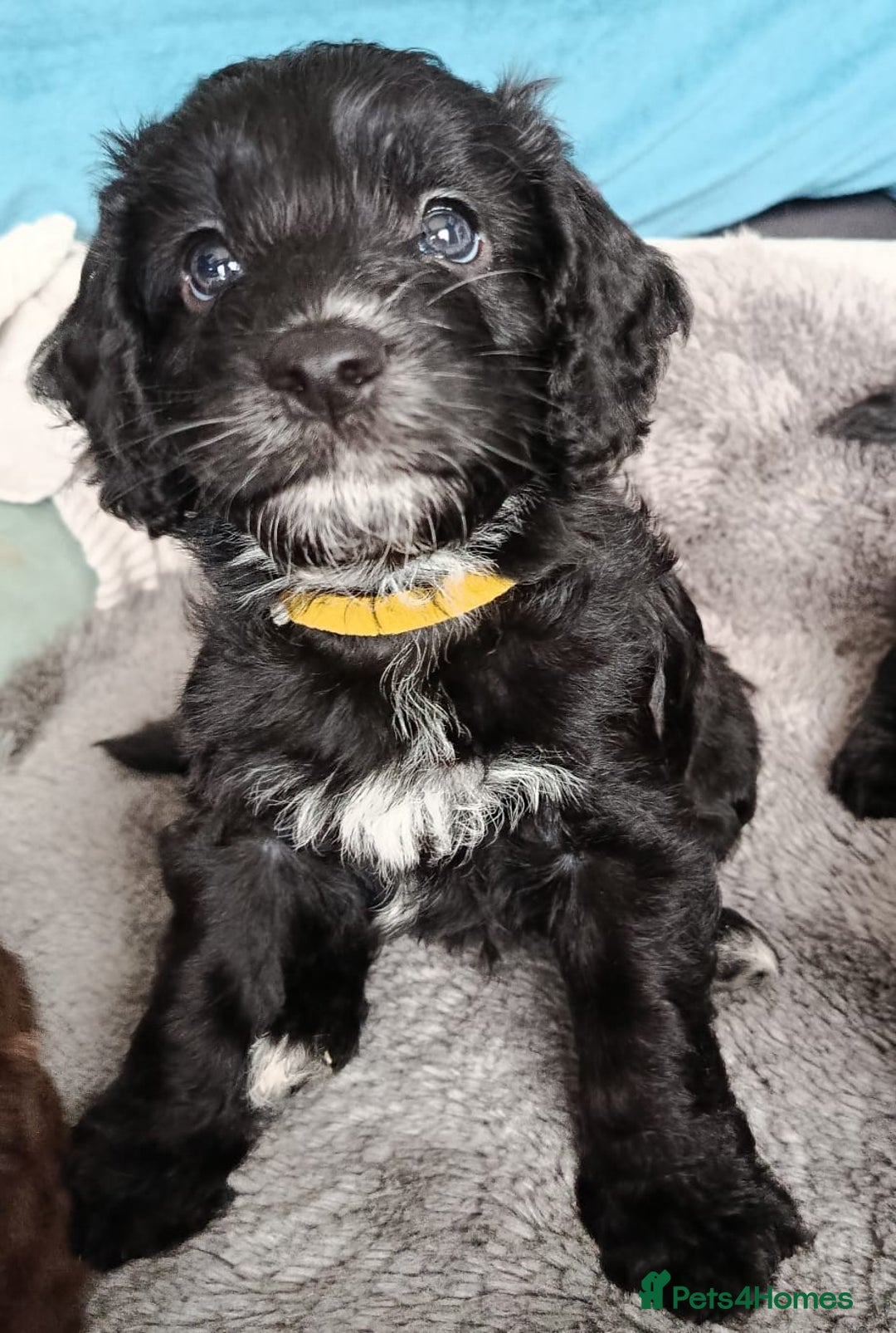 Cockapoo dogs for sale: **Last** Male Cockapoo Puppies avaliable 8th Oct  - Image 2