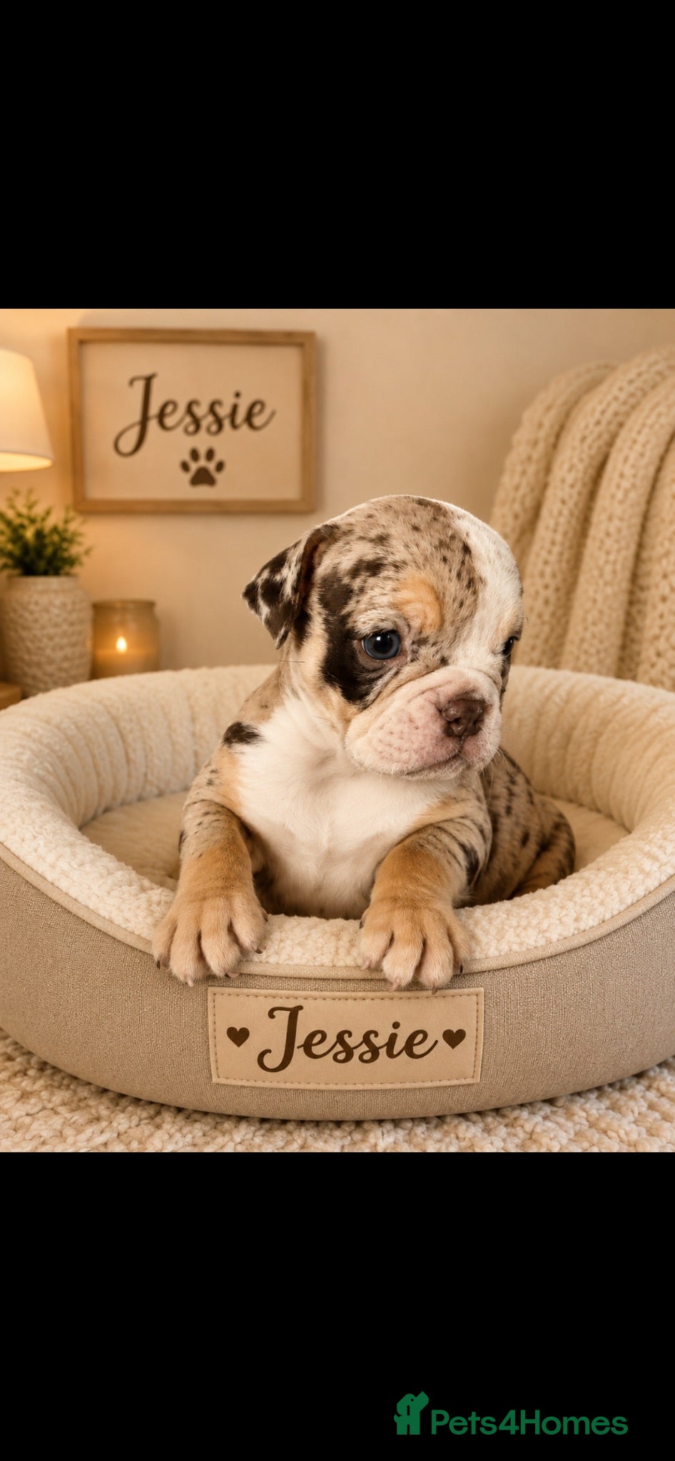 Dorset Olde Tyme Bulldogge dogs ⭐️Beautiful olde English bulldog puppies ⭐️ - Advert 1