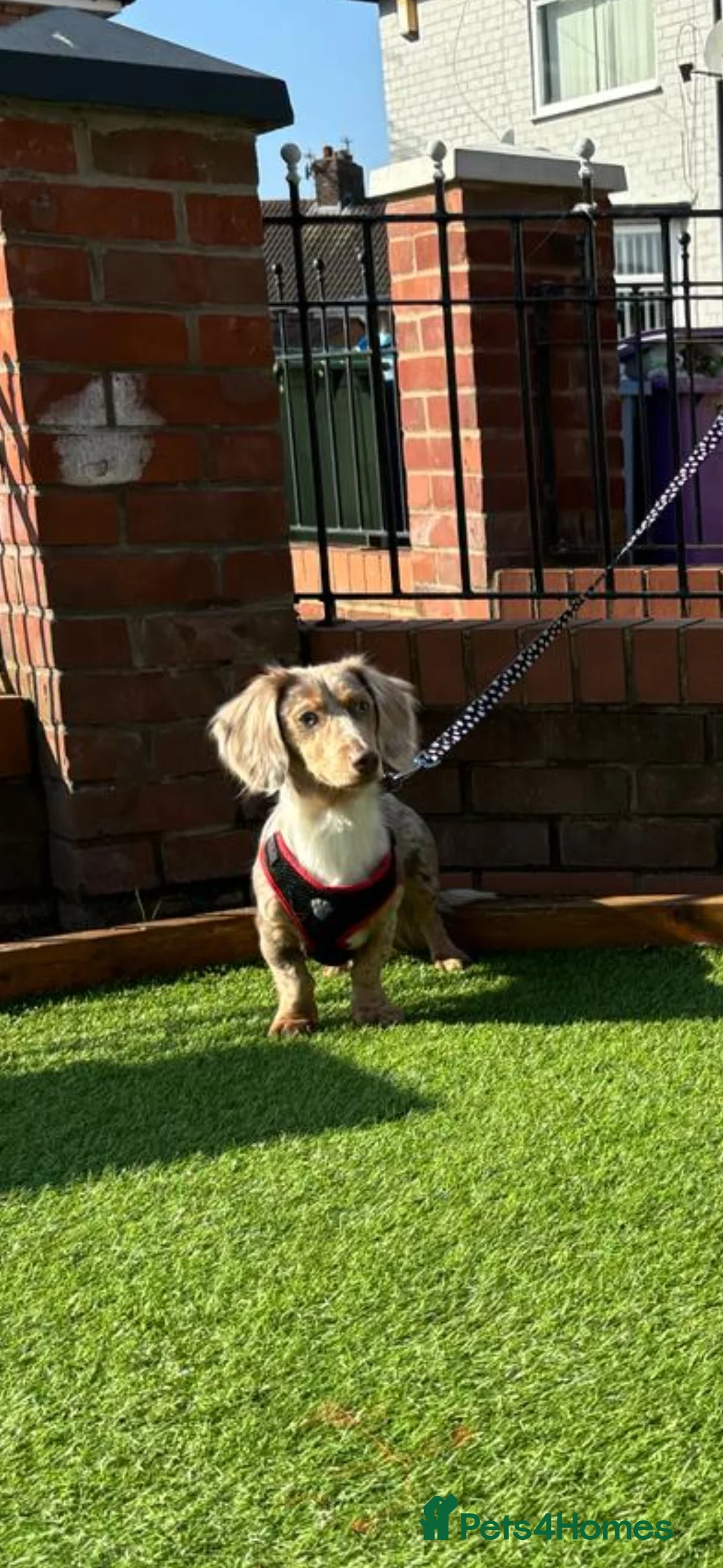 Miniature Dachshund dogs for stud: OUTSTANDING ISABELLA DAPPLE TWEED in Liverpool - Advert 4