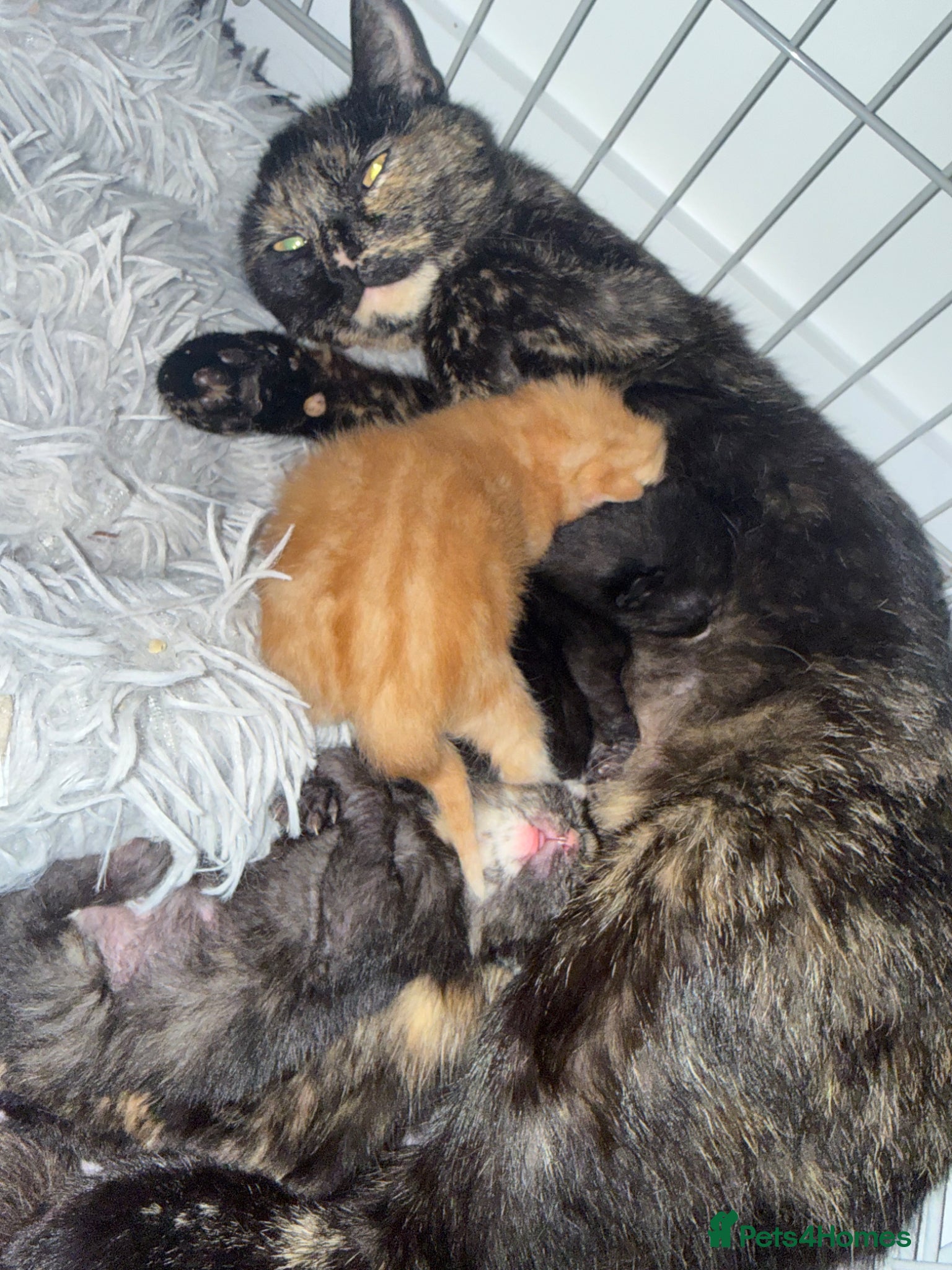 Mixed Breed cats 1 black and 1 tabby girl kittens  - Advert 3