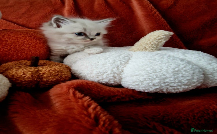Ragdoll cats - Advert 4