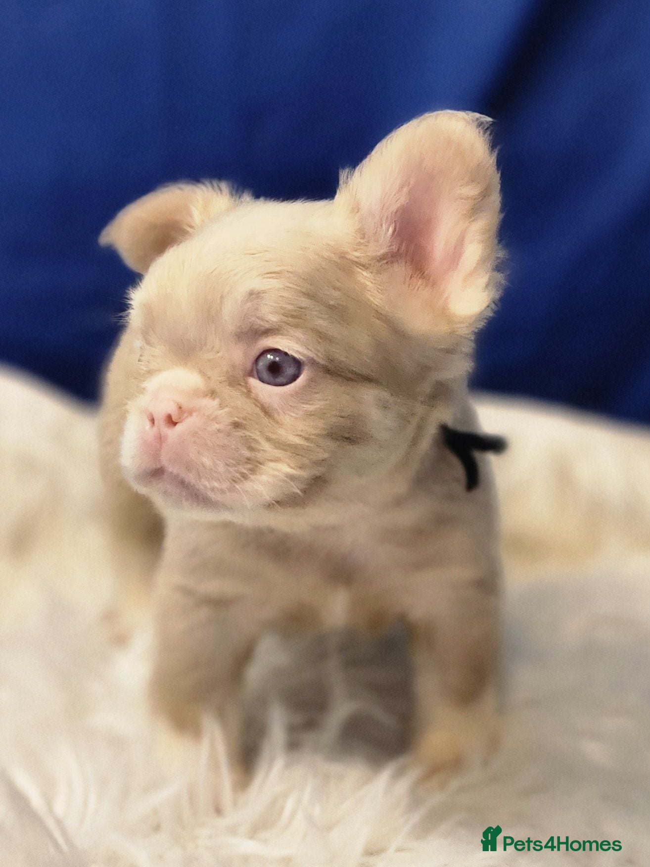 French Bulldog dogs Beautiful Rare Fluffy French Bulldogs  - Advert 5
