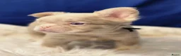 French Bulldog dogs for sale: Beautiful Rare Fluffy French Bulldogs  - Advert 10