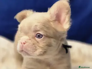 French Bulldog dogs Beautiful Rare Fluffy French Bulldogs - Advert 5