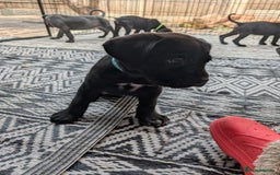 Cane Corso dogs for sale: Cane corso puppies.. - Image 24