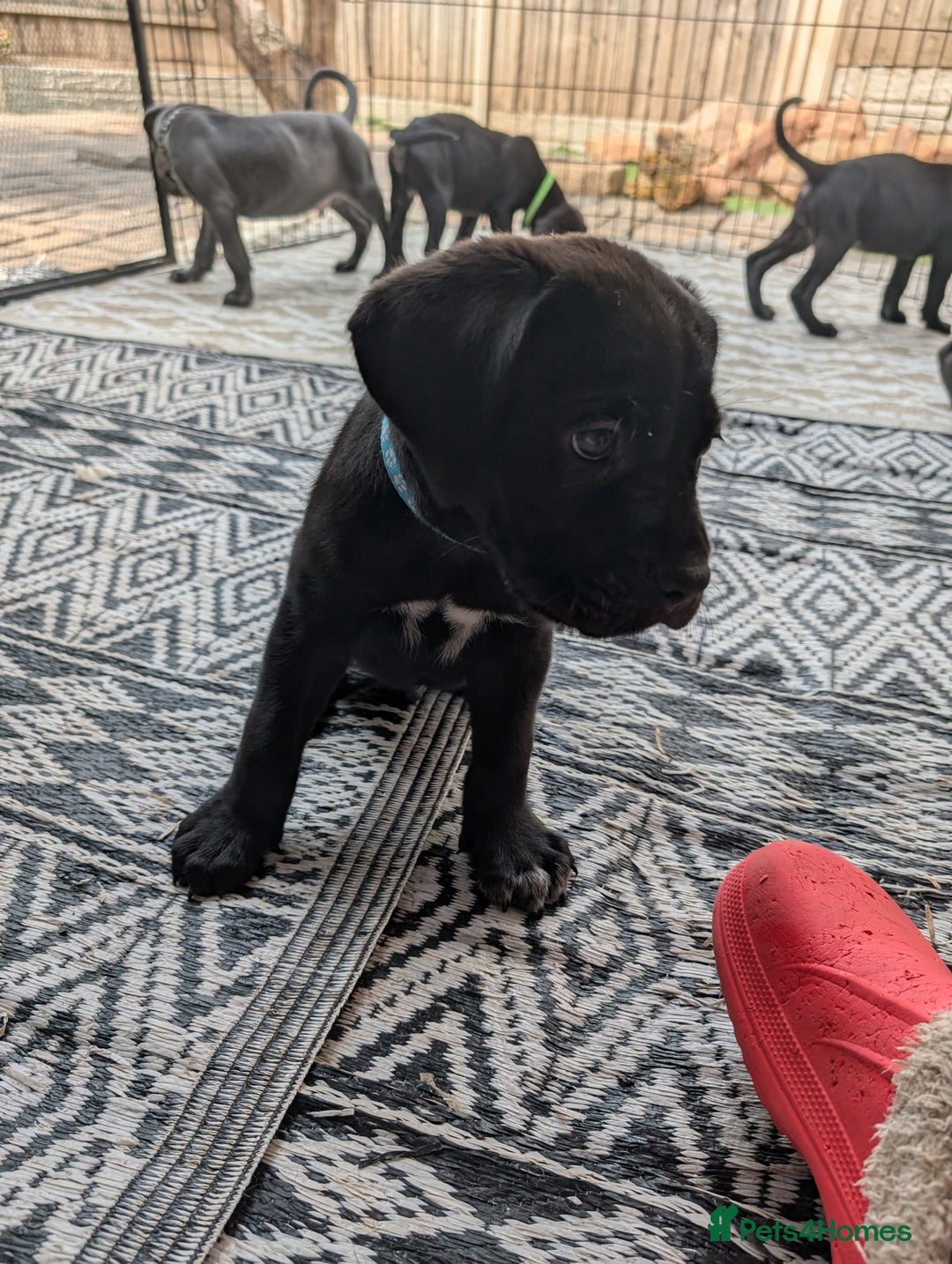 Cane Corso dogs for sale: Cane corso puppies.. - Image 24