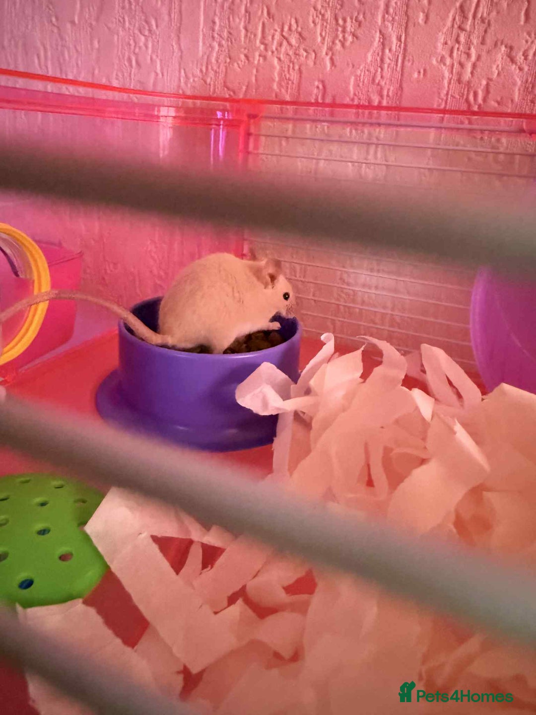 Mouse rodents for sale: White and grey mouse  - Advert 1