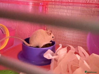 Mouse rodents White and grey mouse - Advert 1