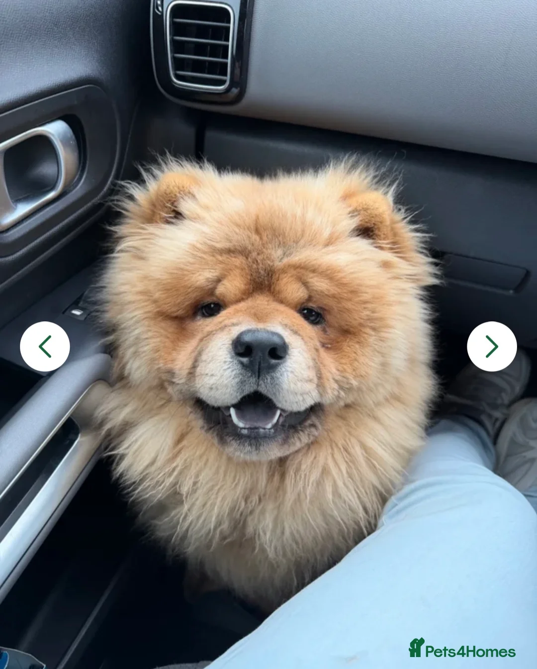 Chow Chow dogs for sale: 1year old chow chow  - Advert 2