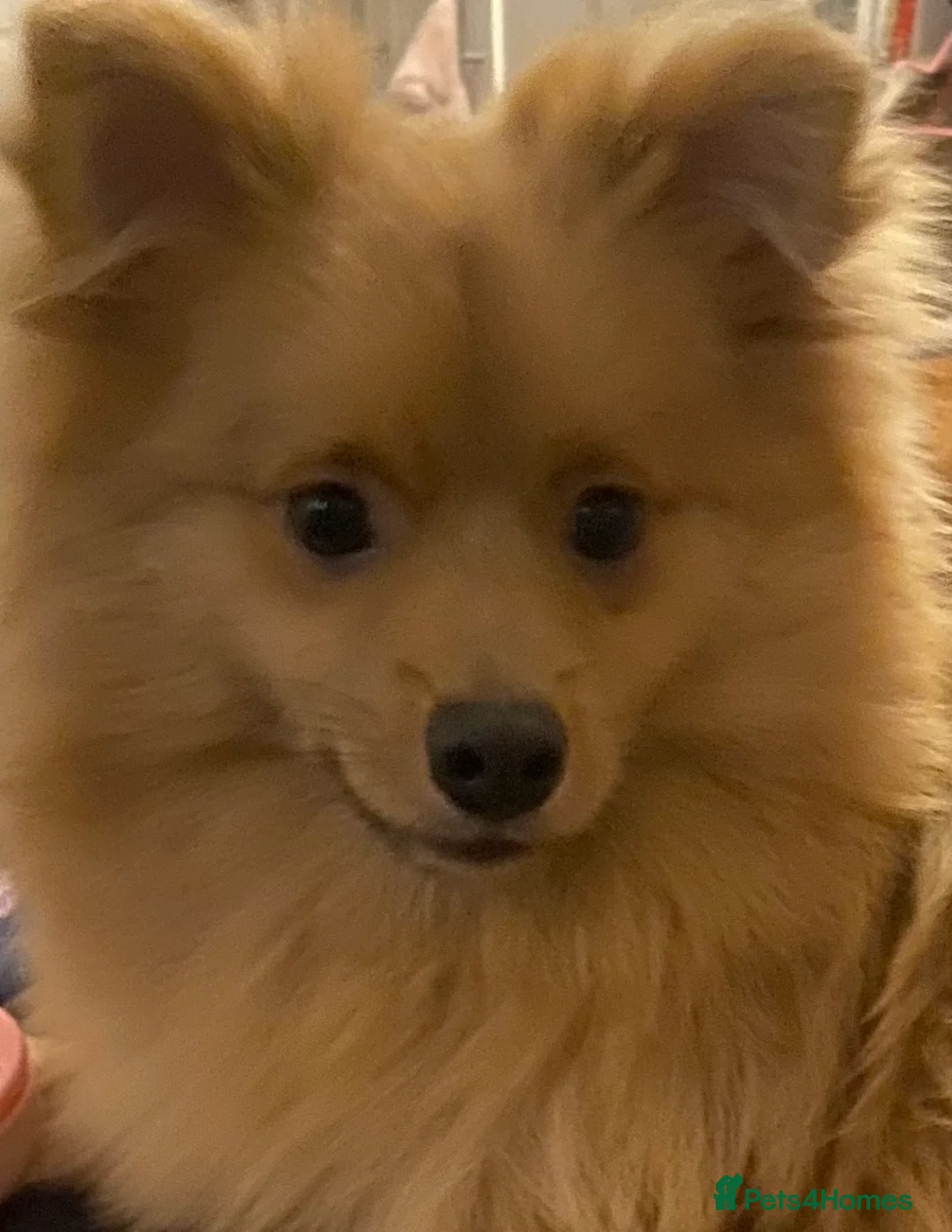 Pomeranian dogs for sale: Pomeranian puppies (Spitz) - Advert 12