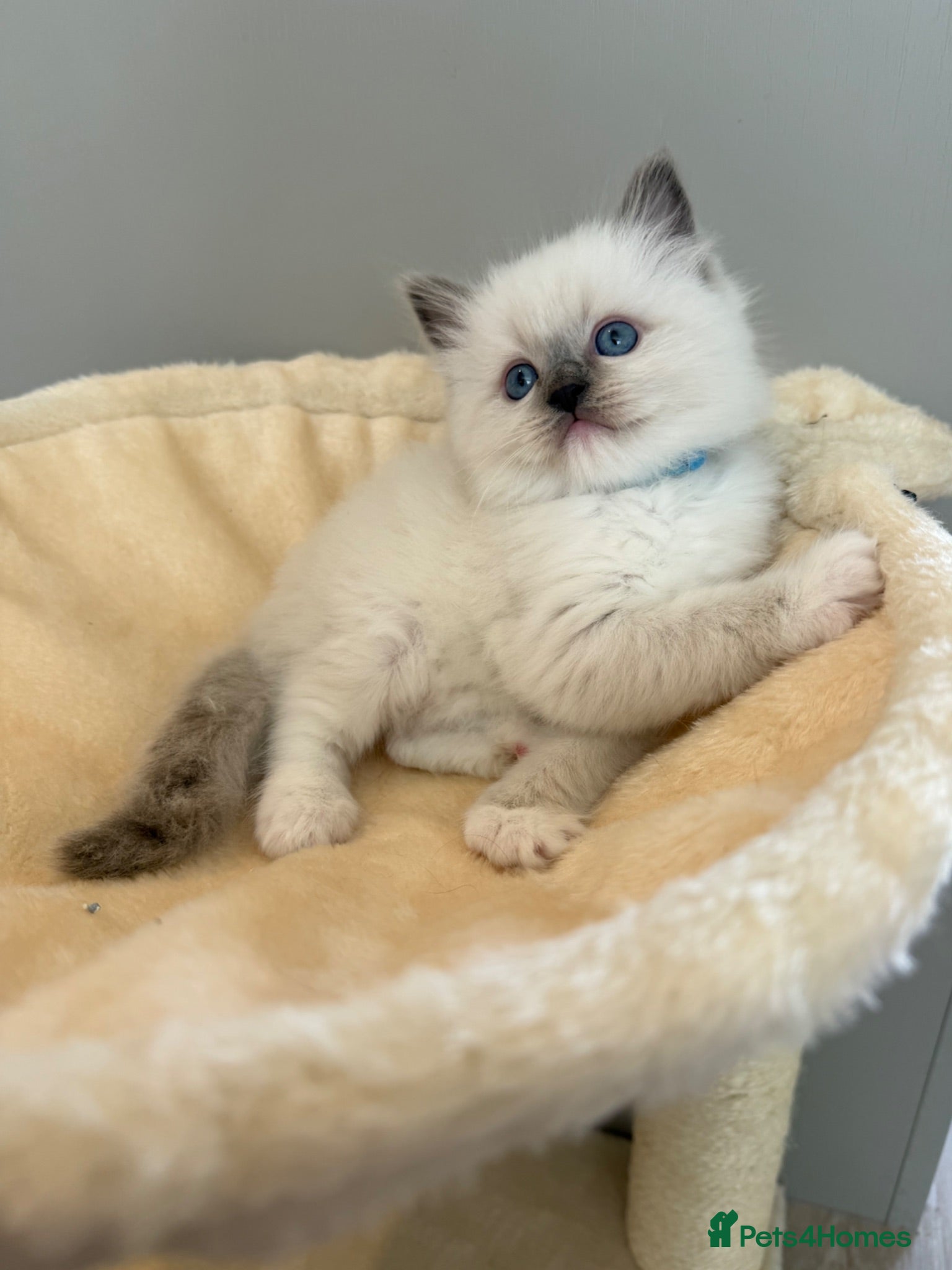 Ragdoll cats **Last Kitten** Stunning GCCF Registered Kittens - Advert 1