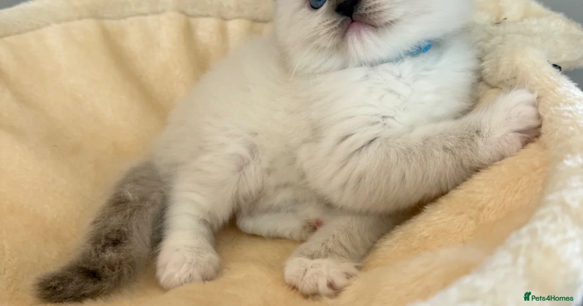 Ragdoll Kittens for sale | Pets4Homes