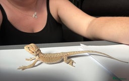 Bearded Dragon reptiles for sale: Baby beardies - Image 3