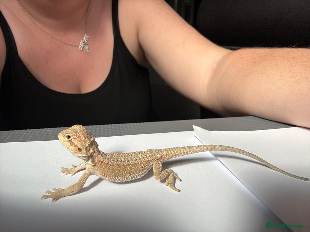 Bearded Dragon reptiles for sale: Baby beardies - Image 3