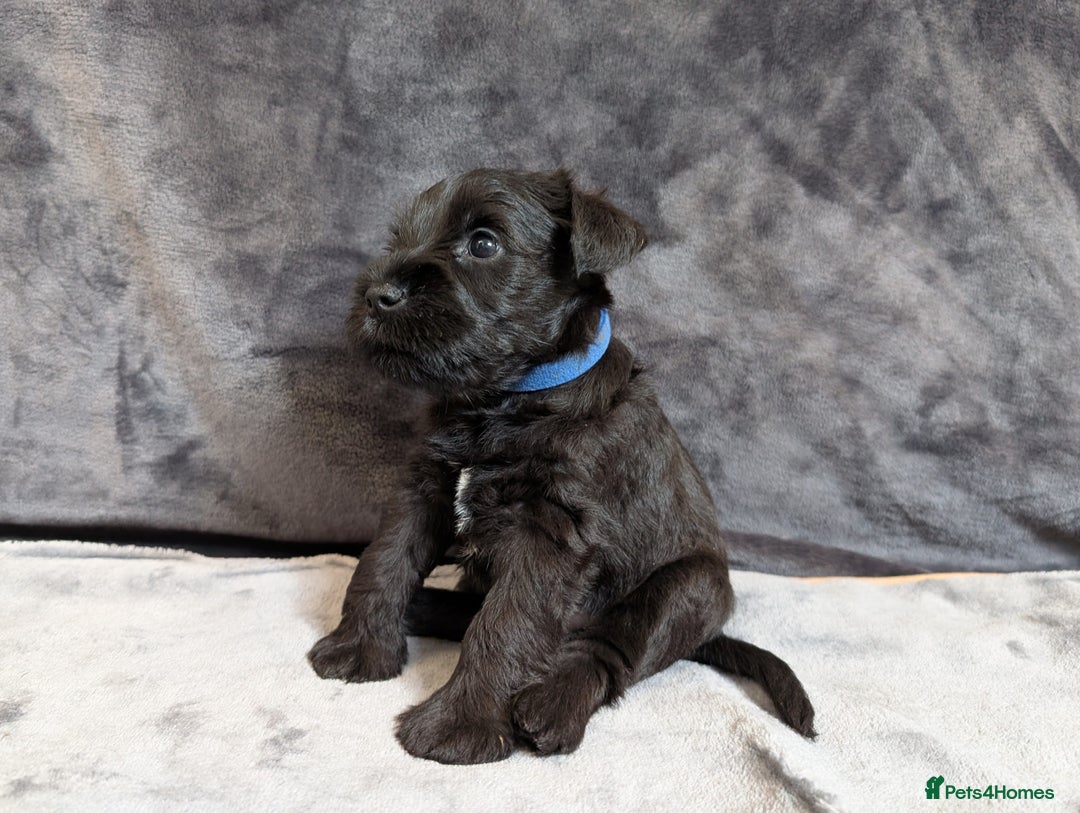 Miniature Schnauzer dogs for sale: Quality Mini Schnauzers - Image 11
