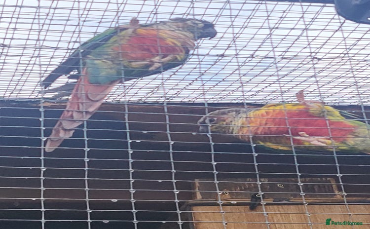 Conures birds - Advert 13