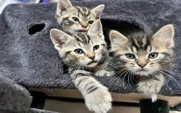 Mixed Breed cats for sale: Beautiful Kittens for sale - Image 1