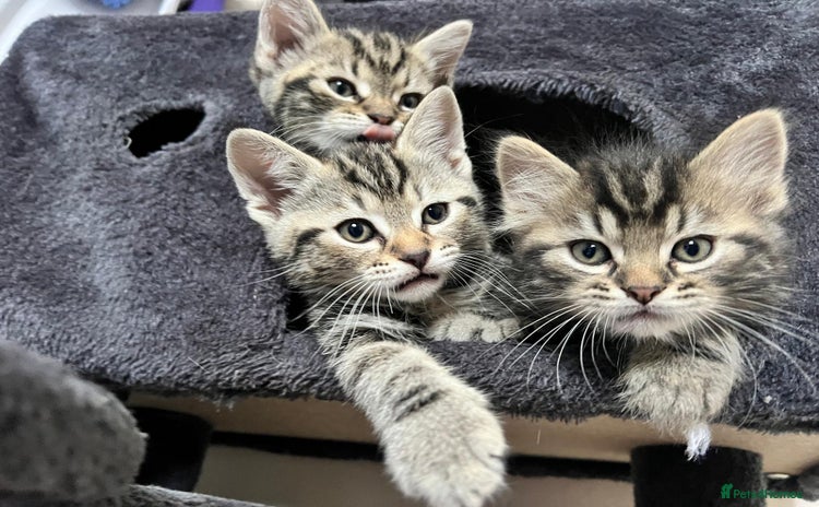 Mixed Breed cats - Advert 5