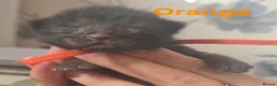 Mixed Breed cats for sale: 6 beautiful maine coon X  in Clacton-on-Sea - Advert 12
