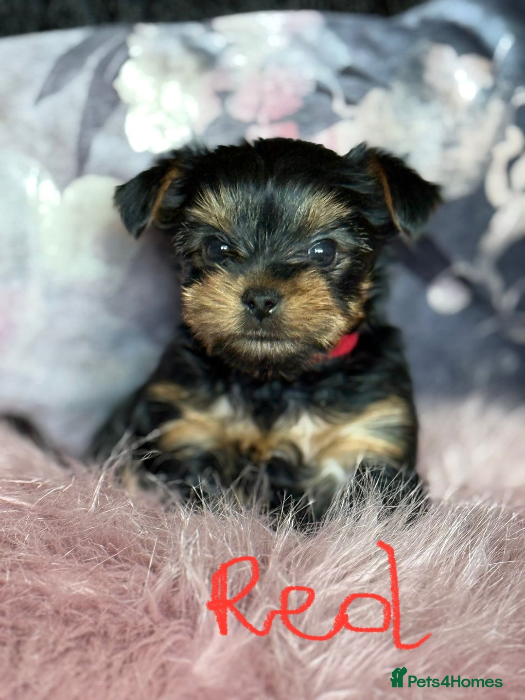Yorkshire Terrier dogs for sale: ⭐ Yorkieshire Terrier puppies – KC Registered ⭐ - Advert 7
