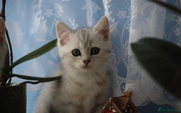 British Shorthair cats for sale: 4 Beautiful British short hair & Ragdoll kittens - Image 19