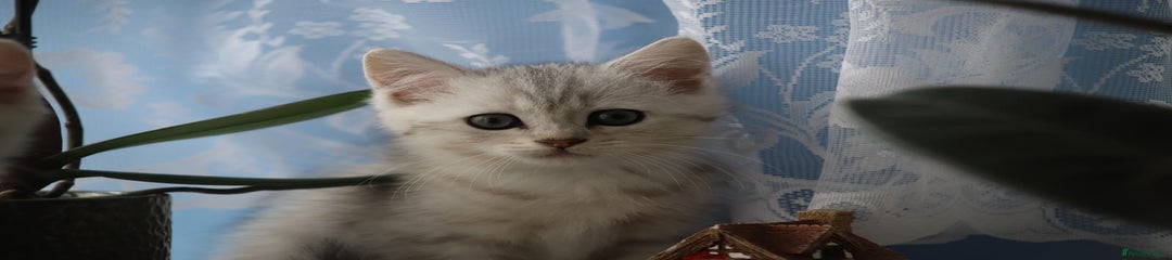 Silver British Shorthair Kitten 3