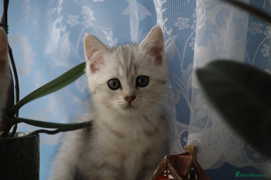 British Shorthair cats for sale: 4 Beautiful British short hair & Ragdoll kittens - Image 19