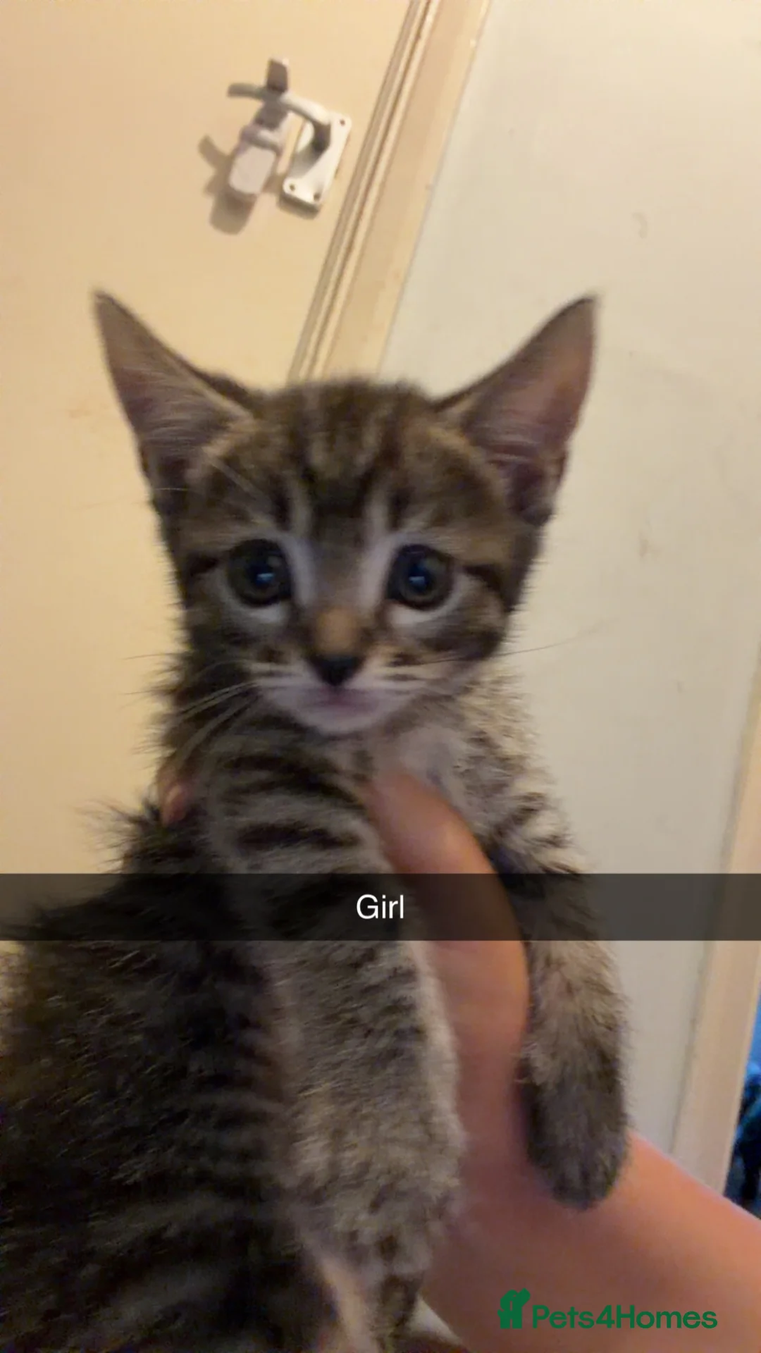 British Shorthair cats for sale: Tabby kittens - Advert 1