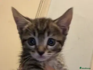 British Shorthair cats Tabby kittens - Advert 2