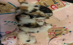 Bengal cats for sale: Bengal mix   in Manchester - Image 8
