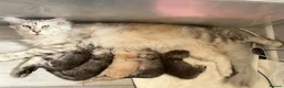 Maine Coon cats for sale: 🐾 TICA-Registered XXL Maine Coon Kittens 🐾 in Newbury - Advert 19